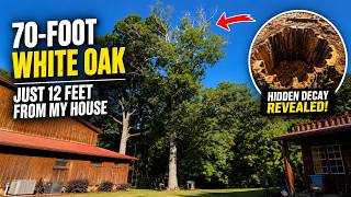 🌳 70-Foot White Oak Removed Just 12 Feet From My House… Then We Discovered THIS Inside!