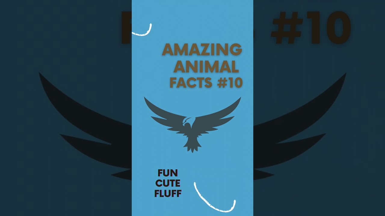 Peregrine falcon. Amazing animal facts 10 