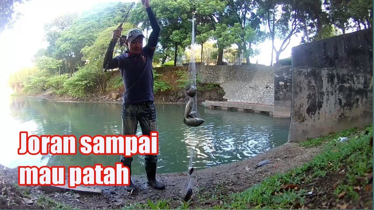 double strike sampai 6 ekor !! pancing jaring ikan nila,,spring bomb ...