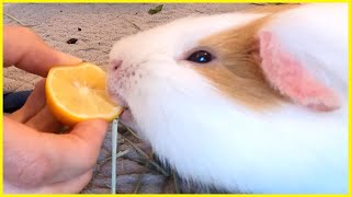 Guinea pigs try lemon for the first time! 🍋