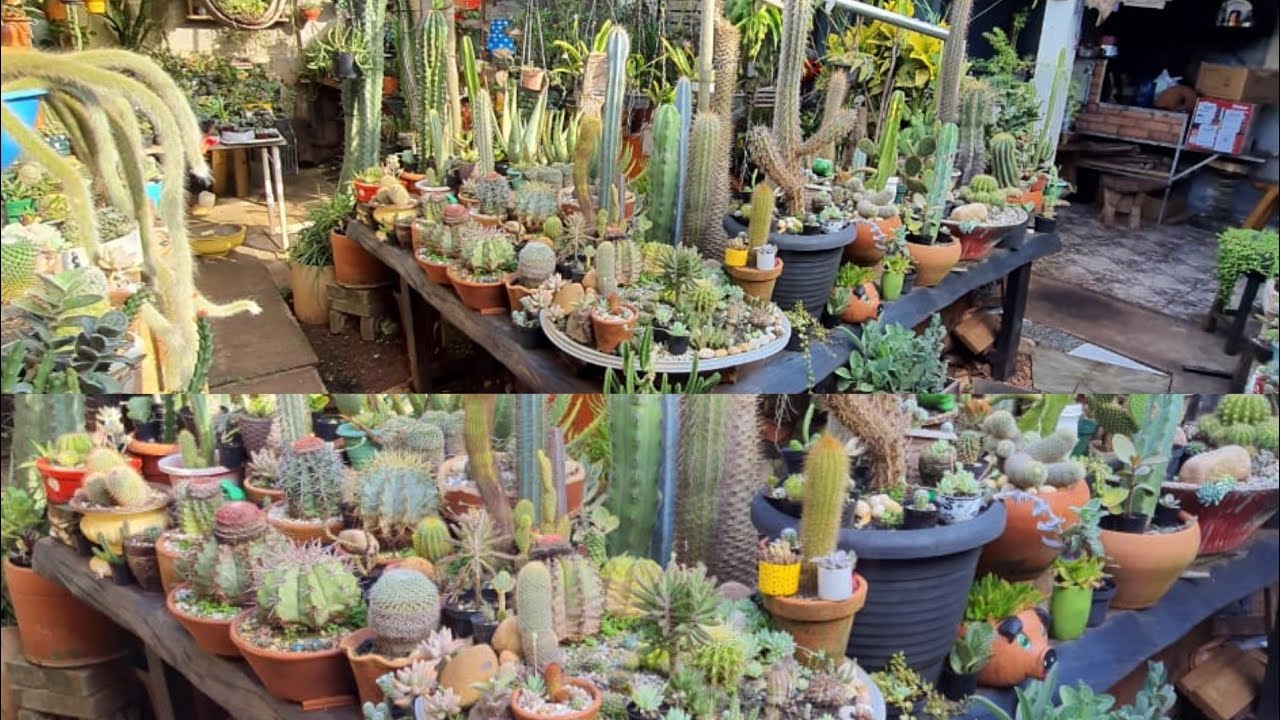 Cactos Podem Ficar na Chuva? Vamos ver Como os Meus Estão. 😲