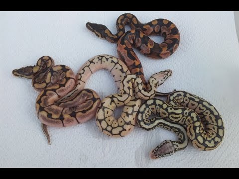 Assortment of Hatchling Ball Python Morphs