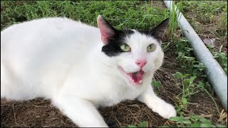 Silly Overheated Cat