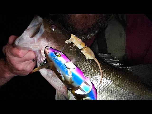 SPRO BBZ-1 Rat 30 vs Rat 50 [Slaying Topwater Bass] 2020 