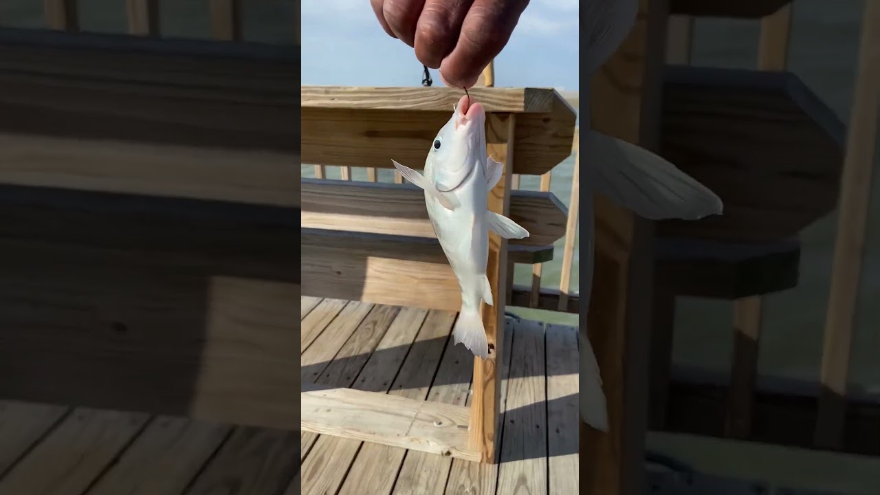 Catch Pigfish  Use Squid and Chicken neck as Bait