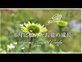 《長雨に耐えて咲いたお花達》＊6月に植えた宿根草・直播きしたお花の開花＊ガーデニング