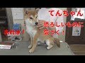 【柴犬子犬】てんちゃん、二度あることは三度ある! 太郎の犬モノガタリ#35