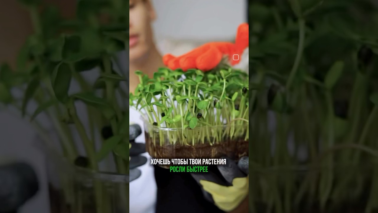 Ускорь рост и качество растений 