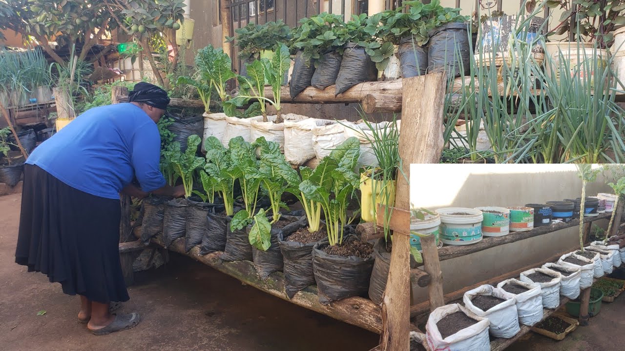 Прекрасно проведенный день в нашем небольшом городском саду в Кампале, Уганда 🇺🇬.