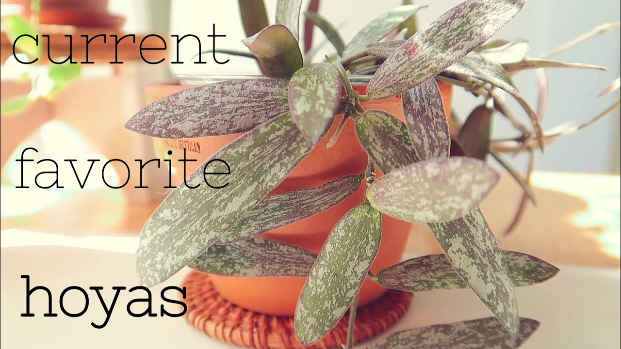 Current Favorite Hoyas