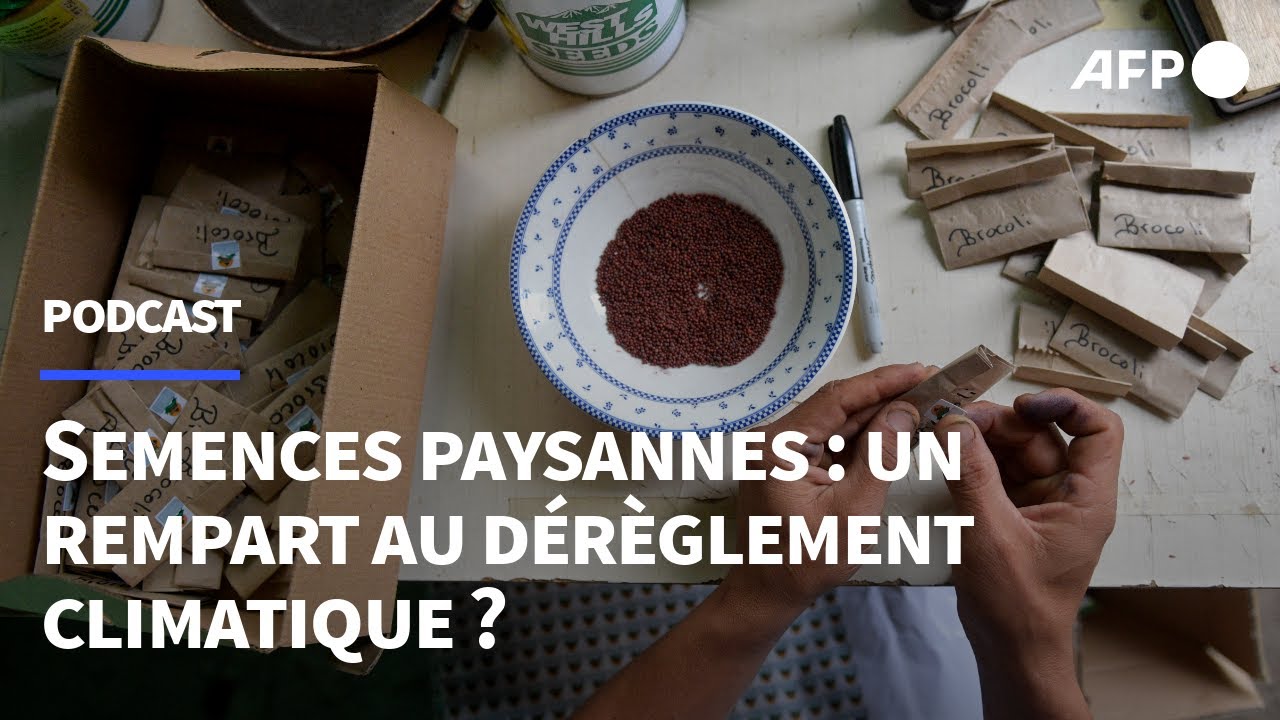 #15 Semences paysannes : un rempart au dérèglement climatique ?