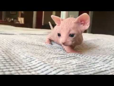 bald cat kitten