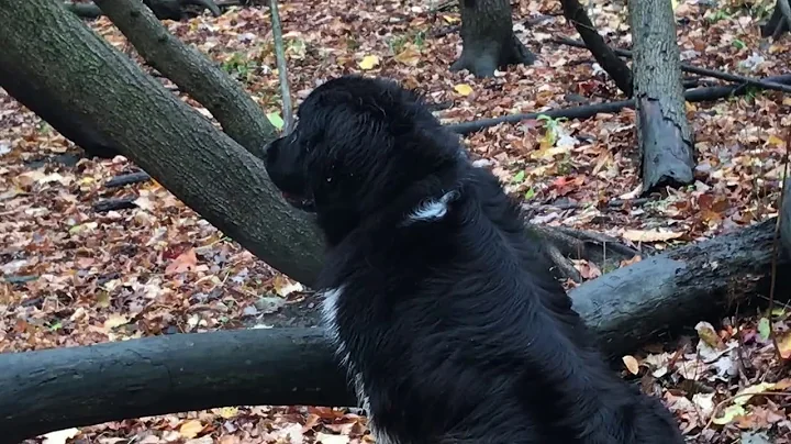 Happy Trails Dog Service: Forest Romp