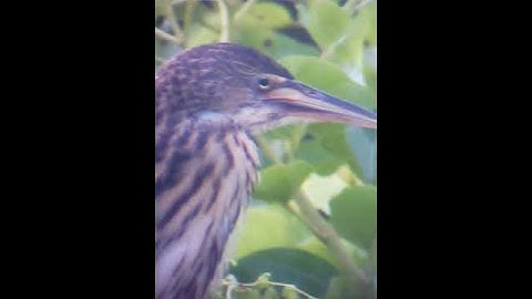 Cò lửa - cò rán