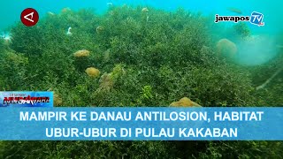 MAMPIR KE DANAU ANTILOSION, HABITAT UBUR-UBUR DI PULAU KAKABAN || BERANDA NUSANTARA