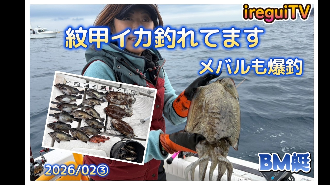 今年は紋甲イカ当たり年？メッチャ釣れてるぅという事で日ノ岬へ再チャレンジに行きました。僚船も爆釣【入れ食いTV】BM艇　https://youtu.be/bdkEdK8CkH4