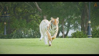 Animalia - The Lions and Tigers love playing on the lawn