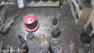 Details Brutal Fox attacks and kills chickens randomly Guide