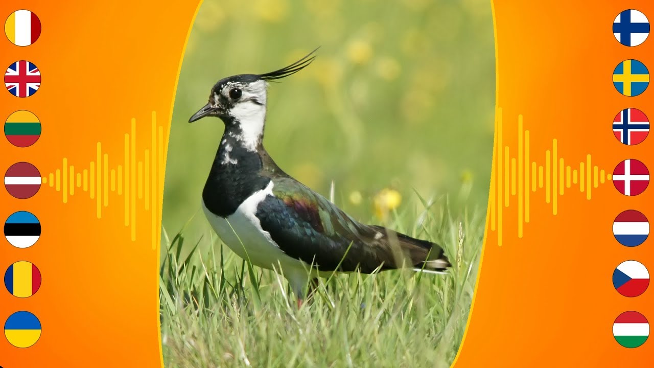 Bird Sounds: Northern Lapwing 