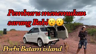 Anak babi berserakan | Porbi Batam island |Cate | Bersosoh
