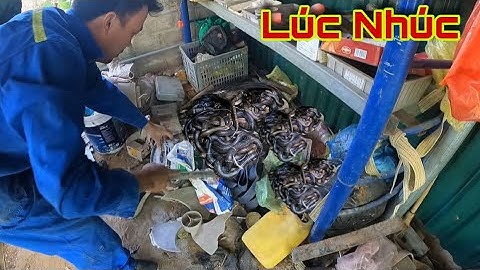 Cuộc Gọi Khẩn Cấp Quỳnh 86 Phát Hiện Rắn Làm Ổ Lúc Núc Trong Chiếc Vali Ở Khu Vực Nhà Kho .