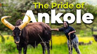 Uganda's Magnificent Long Horned Cattle | The Pride of Ankole
