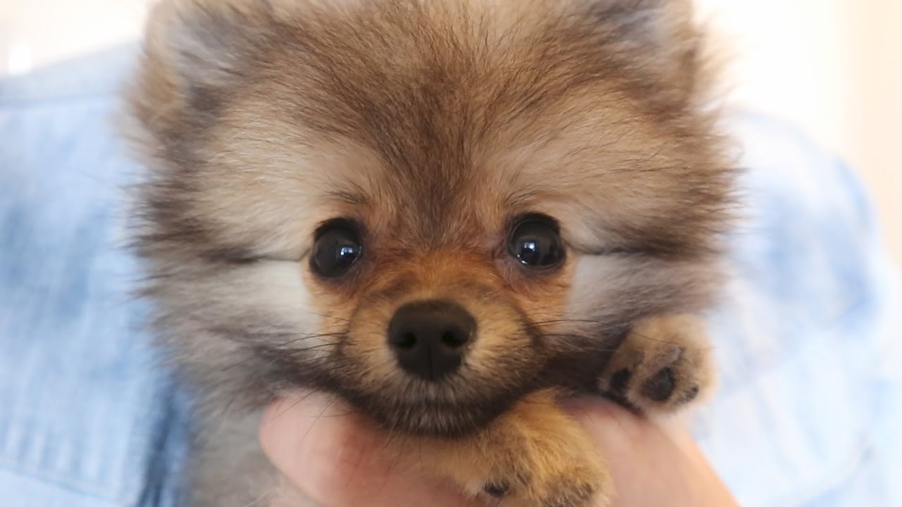 【ポメラニアン】もふもふたぬき犬!!子犬ちゃちゃの【かわいい】日常～pomeranian is cute