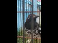 Anis Kembang Betina Cas Untuk Burung Macet Bunyi Pakai Layar Hape Mp3 - Mp4 Download