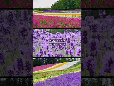 Lavender Fields Of Hokkaido Hokkaido Travel Guide Lavender Fields Of Hokkaido Hokkaido Travel Guide