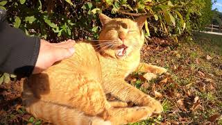 お昼寝中の猫が大きなくしゃみで飛び起きる
