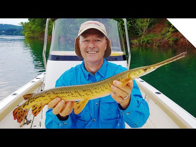 Gar Fishing - Catching Longnose Gar 