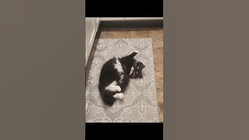 Error 404 cat.exe not found #viral #cat