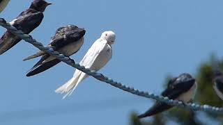 白いツバメ Youtube