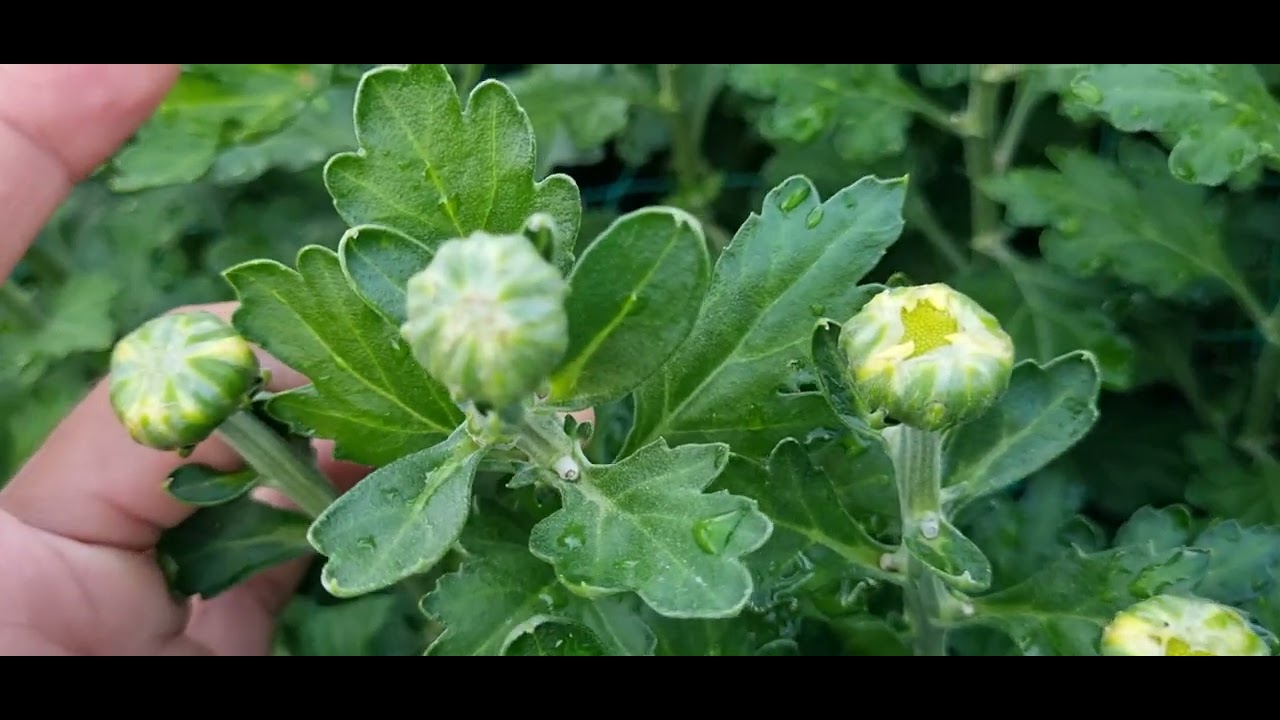 Bông cúc đại đóa tết 2024(6/12âl)#cucdaidoa ToanNguyen#0933760844