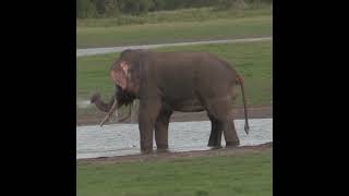 Massive Tusker Elephant | 巨大な牙を持つ象 | فيل ذو ناب ضخم | Save Tusk Elephants | Save Animals #Shorts