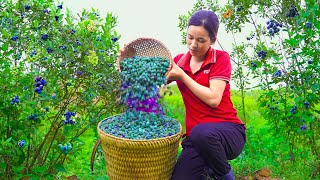 Harvesting SIM (Kemunting Fruits) Goes to the market sell  Making fermented SIM Fruit Wine at Home