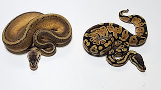 Information Ball Python - Drawing!! Update