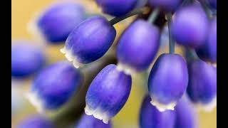 09 Bizim Neşet   Aldı Dert Beni