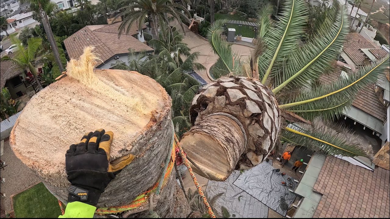 Derribo de palma canariensis de unos 55ft a 60ft de altura