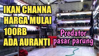 HARGA CHANNA MULAI 100RB PASAR PARUNG | ADA AURANTI