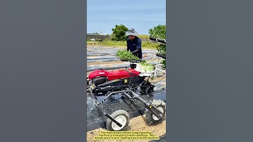 Fast Tomato Seedling Planting！