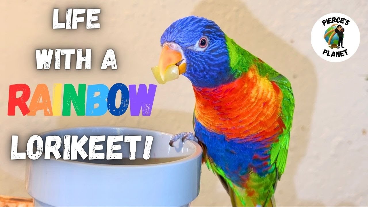 What It's Like To Own A Rainbow Lorikeet!