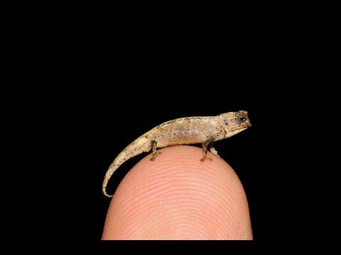 Spectacular discovery - Scientists discover Brookesia nana, the smallest reptile in the world