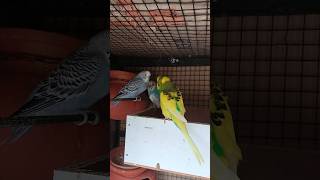 DAY 192 - BUDGIES KE 5 AMAZING FACTS JO HAR BIRD LOVER KO PATA HONA CHAIYE #cuteduck #budgies #fyp