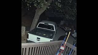 Bear Attempts to Find Food in Truck Bed