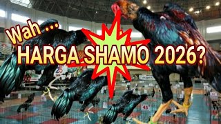 HOW MUCH IS THE PRICE OF SHAMO CHICKEN IN 2026? #shamo #viralvideo
