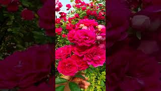 I have to share these beautiful flowers with you, I can't get enough of them!