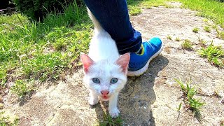 公園を一周してきて再度子猫の所に行ってみたら凄い勢いで駆け寄ってきた
