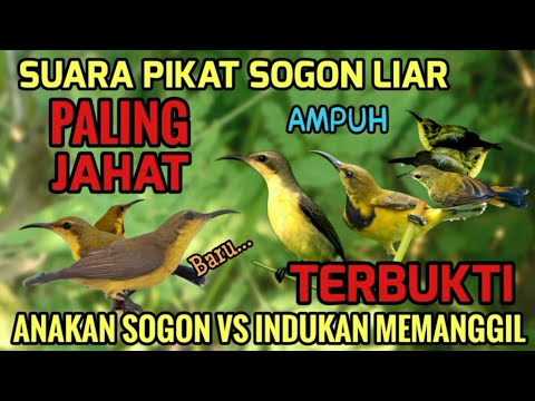 Suara Pikat Sogon Anakan Memanggil indukan vs Betina Memanggil Sogon Jantan Liar