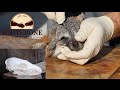 HOW TO CLEAN A FOX SKULL "GRAPHIC"